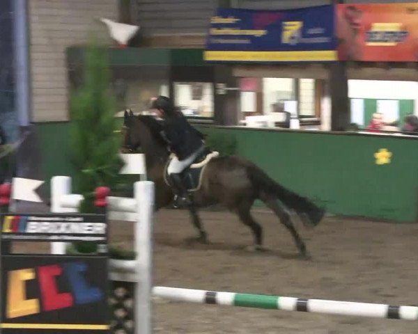Reitturnier Heilbronn 2016
