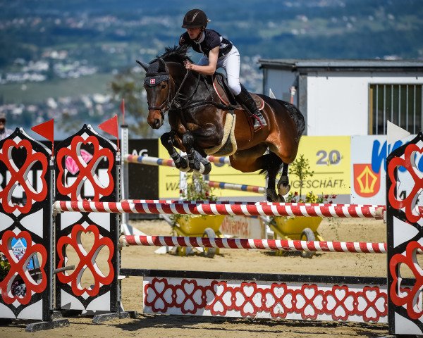 Springpferd Columbia R (Westfale, 2011, von Colestus)