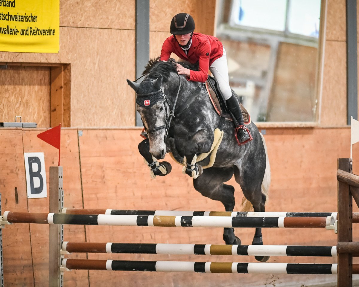 Springpferd Chim (Holsteiner, 2013, von Cayado 3)