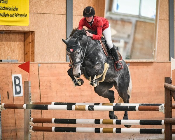 jumper Chim (Holsteiner, 2013, from Cayado 3)
