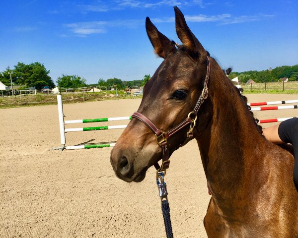 horse Hengst von Maracaná / Limes (German Sport Horse, 2019, from Maracana)