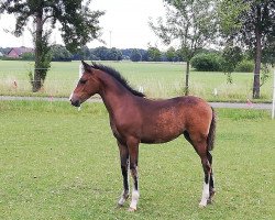 horse Destinys Hope (German Riding Pony, 2020, from Dreidimensional AT NRW)