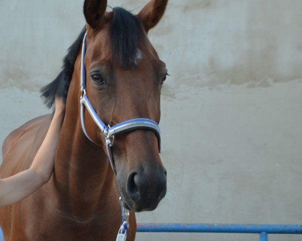 jumper Lennox 402 (German Sport Horse, 2010, from Lavaletto)