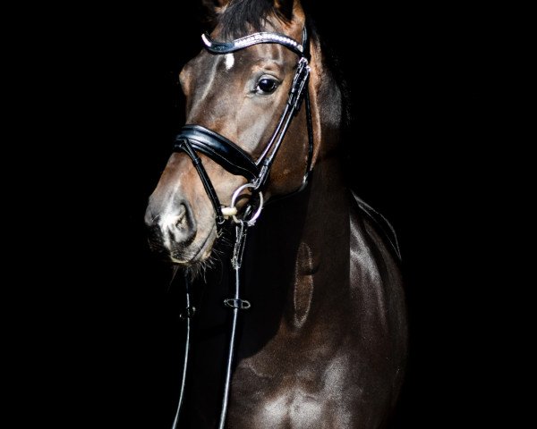 Pferd Sunshine Reggae 17 (Westfale, 2015, von Sir Heinrich OLD)