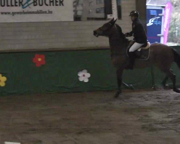 Reitturnier Heilbronn 2016