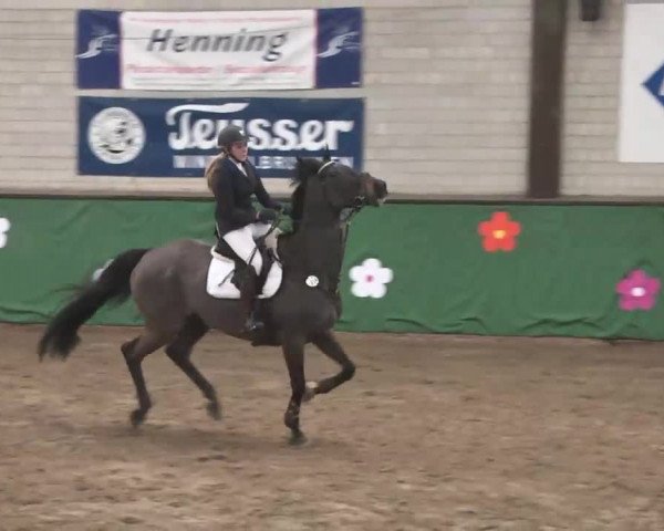Reitturnier Heilbronn 2016