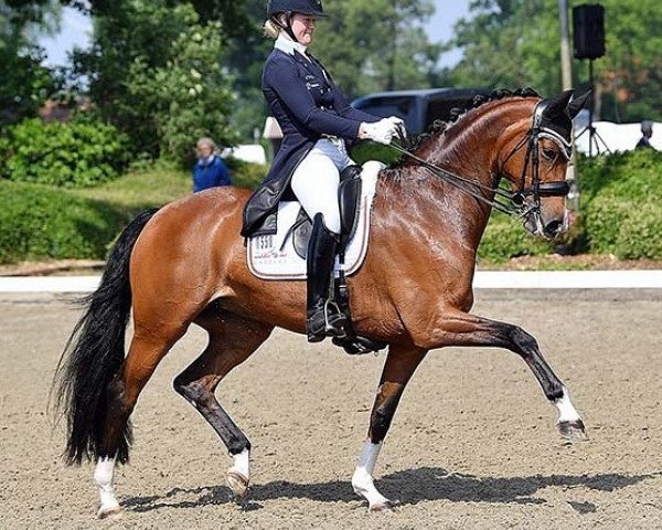broodmare Erijcha (KWPN (Royal Dutch Sporthorse), 2009, from Zuidenwind 1187)