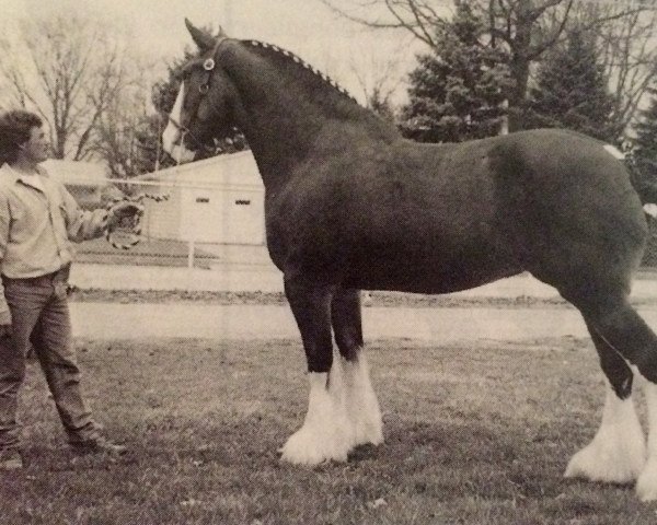 Zuchtstute Brislawn's Debutante Danielle (Clydesdale, 1992, von Masterpiece Dunkin)
