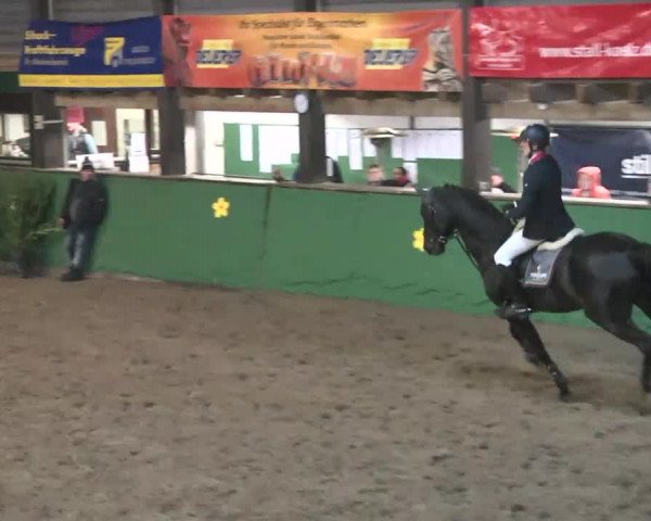 Reitturnier Heilbronn 2016