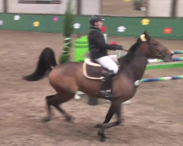 Reitturnier Heilbronn 2016