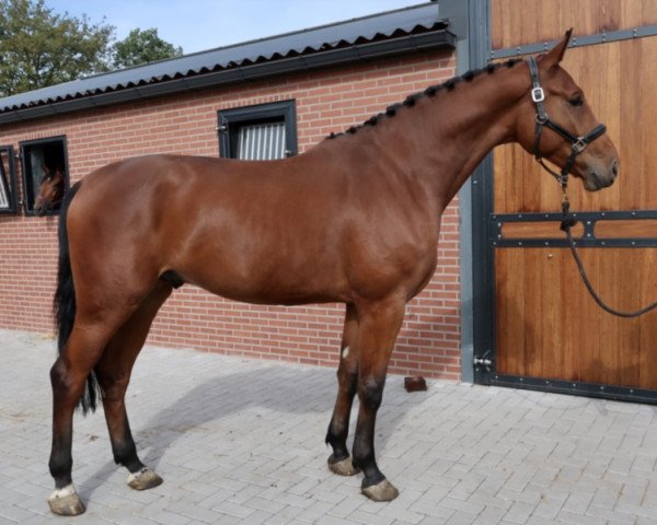 horse Van Pfeife (Oldenburg show jumper, 2016, from Vivant)