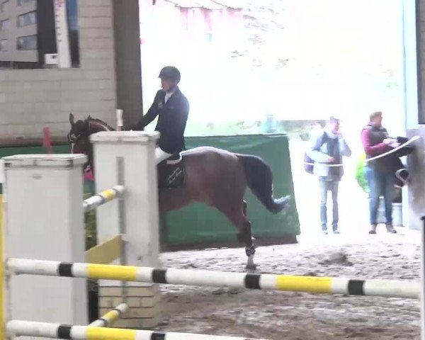 Reitturnier Heilbronn 2016