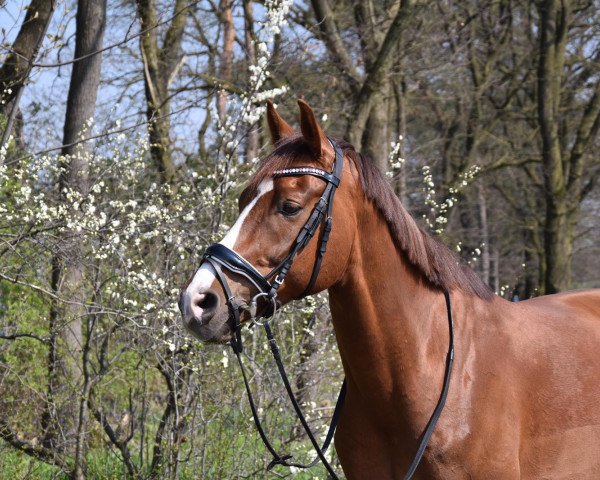 Springpferd Barneby 32 (Oldenburger, 2011, von Bon'A Parte)