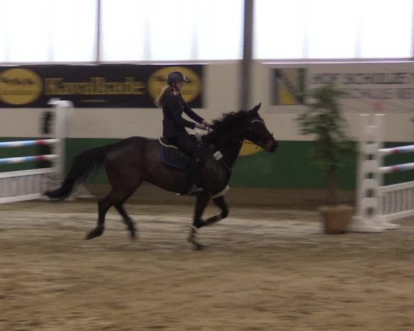 Reitturnier Warendorf-Freckenhorst 2016