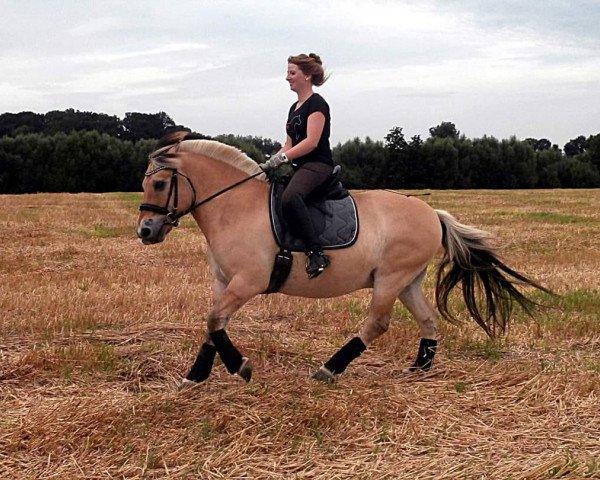 dressage horse Jolly Jumper (Fjord Horse, 2000, from Jokke)