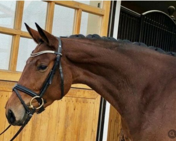 horse Finesse (Rhinelander, 2015, from Fiderbach OLD)
