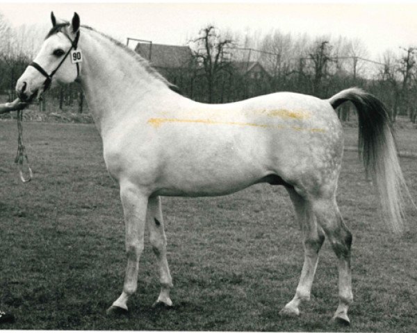 stallion Branco ox (Arabian purebred, 1972, from Noran 1956 ox)