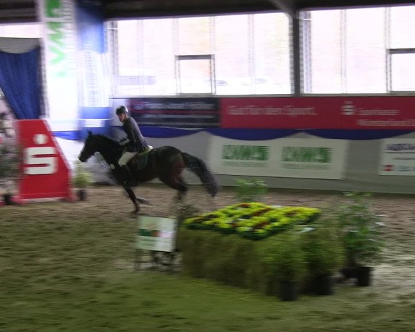 Hallenspringturnier Münster-Albachten 2016