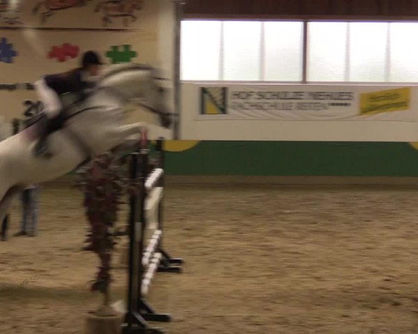 Reitturnier Warendorf-Freckenhorst 2016