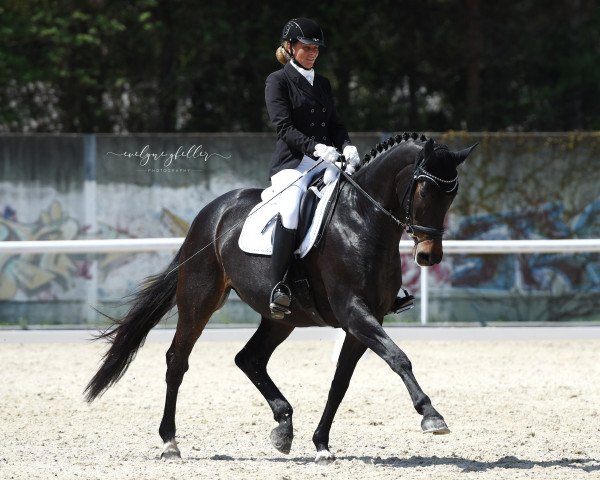 broodmare Donna Francesca CH (Swiss Warmblood, 2008, from Don Frederico)