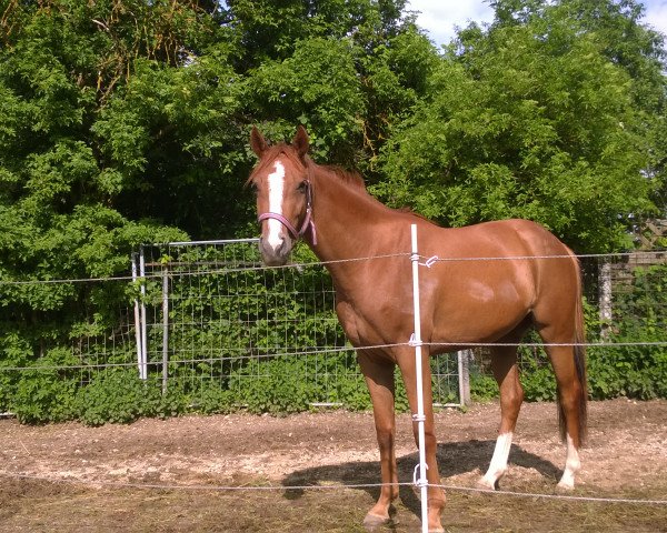 Zuchtstute Stella (Oldenburger, 2013, von Conthargos)