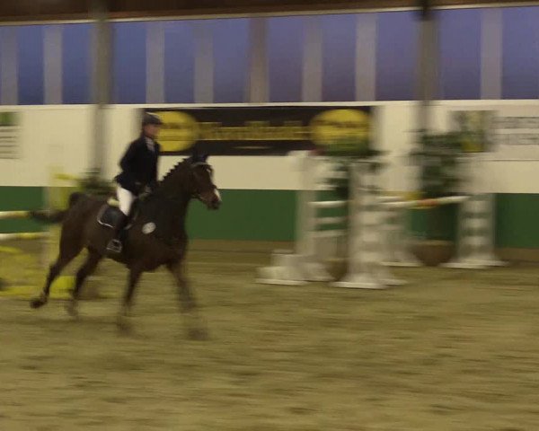Reitturnier Warendorf-Freckenhorst 2016