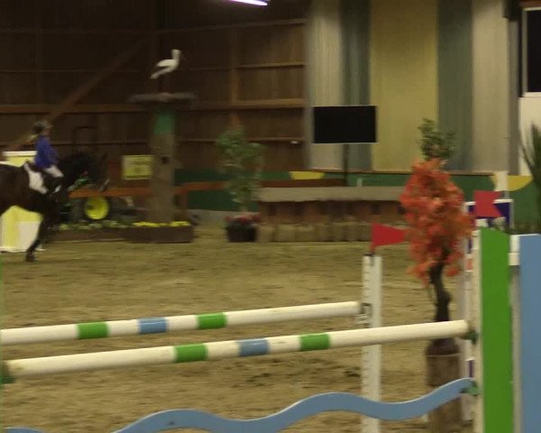 Reitturnier Warendorf-Freckenhorst 2016