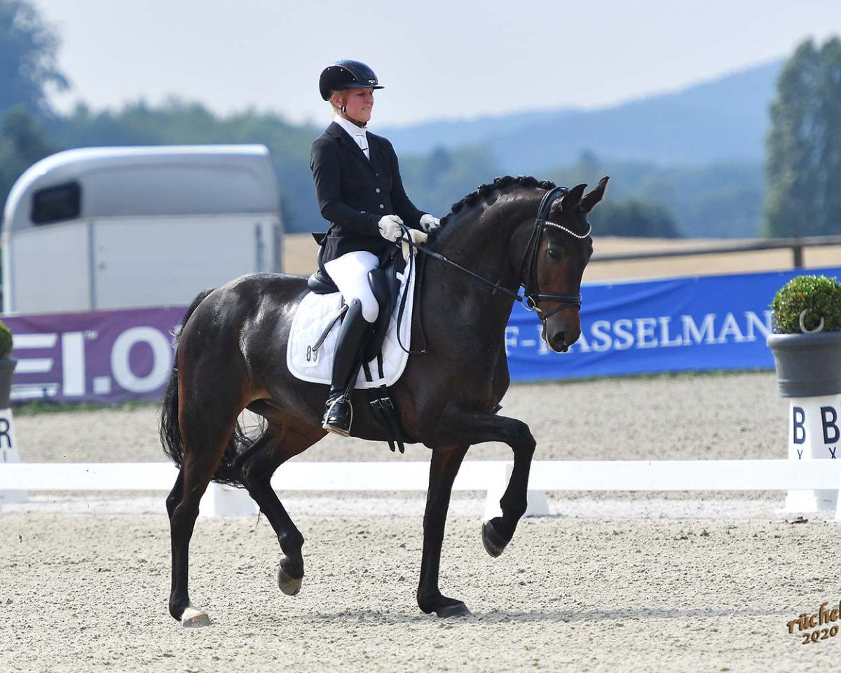 Dressurpferd Soliére (Westfale, 2014, von San Amour I)