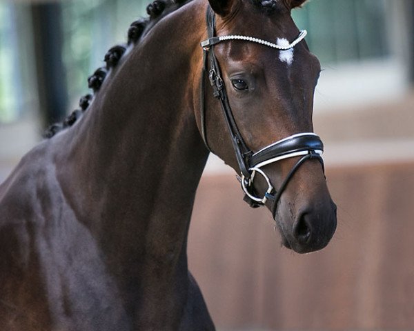 horse Dior WS (Westphalian, 2017, from Don Nobless)