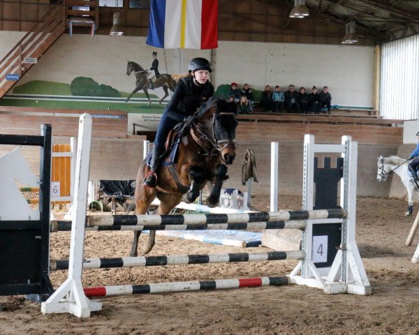 jumper Honey 68 (German Riding Pony, 2005, from Honeymoon Star)