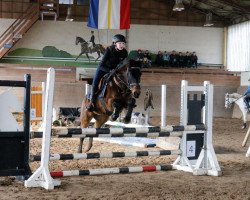 jumper Honey 68 (German Riding Pony, 2005, from Honeymoon Star)