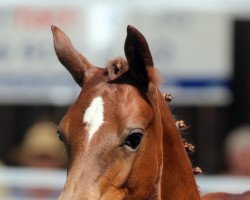 Pferd Golden Grace G (Deutsches Reitpony, 2019, von Golden Grey NRW)