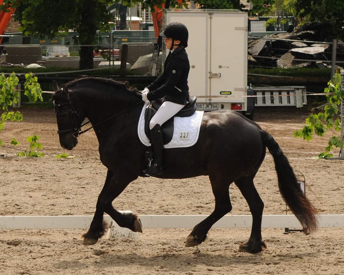 Dressurpferd Ricardo (unbekannt, 2006)