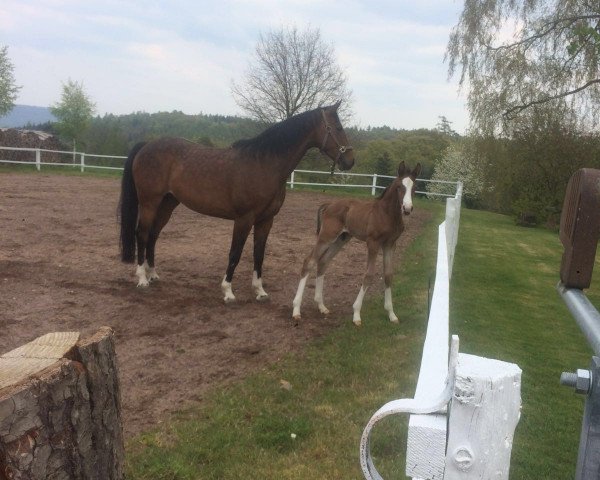 broodmare Letizia II (Hanoverian, 2004, from Le Primeur)