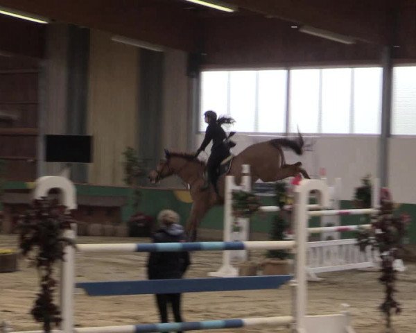 Reitturnier Warendorf-Freckenhorst 2016