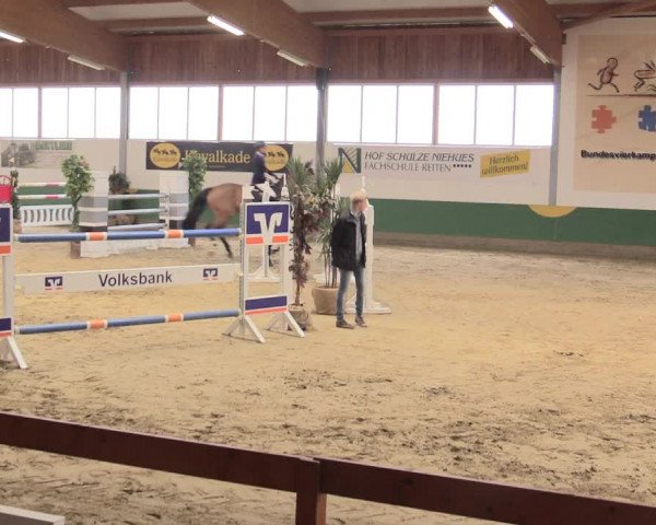 Reitturnier Warendorf-Freckenhorst 2016
