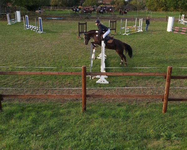 dressage horse Midgards Maya (German Riding Pony, 2006, from No Limit 30)