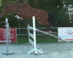 jumper Rapsidyen Rhapsody (Holsteiner, 2008, from Chico's Boy)