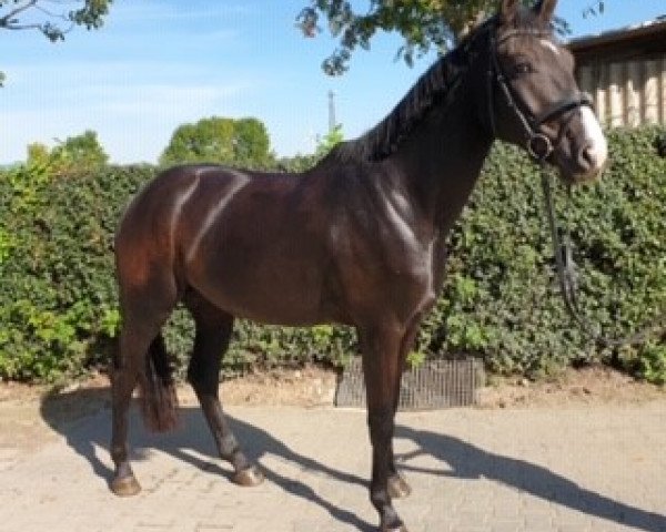 Dressurpferd Felino L (Rheinländer, 2016, von Finest)