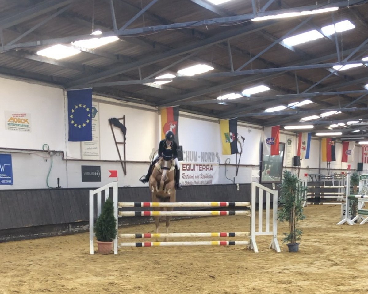 jumper Firebird the flying Dutchman (KWPN (Royal Dutch Sporthorse), 2010, from Arizona)