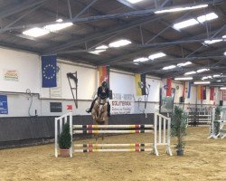 jumper Firebird the flying Dutchman (KWPN (Royal Dutch Sporthorse), 2010, from Arizona)