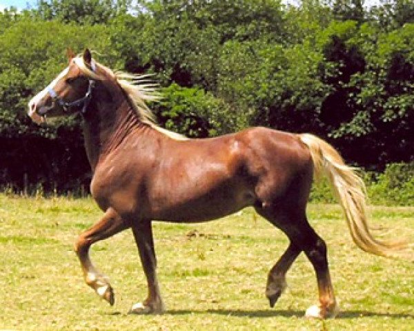Pferd Brynithon The Business (Welsh-Cob (Sek. D), 2003, von Thorneyside the Terminator)