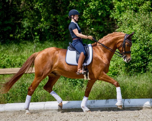 dressage horse Lizardo's Silvano (Hanoverian, 2011, from San Bernadino 3)