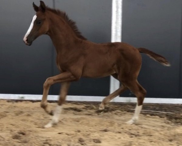 horse Saqueena S (Hanoverian, 2020, from Sir Donnerhall I)