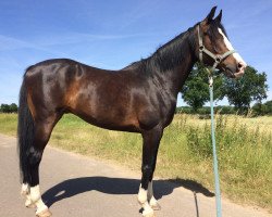 Springpferd Millenium 17 (Deutsches Reitpony, 2010, von Miraculix)