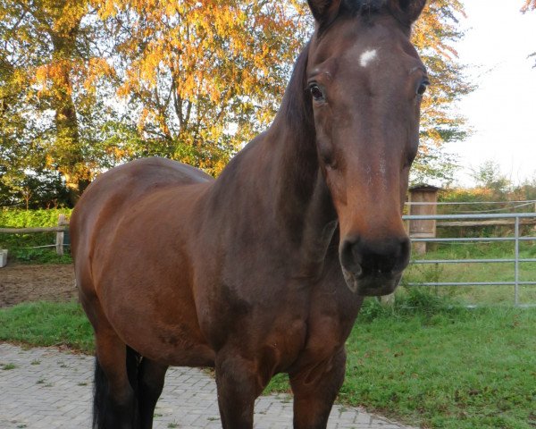 broodmare Acarena (Holsteiner, 1996, from Acord II)