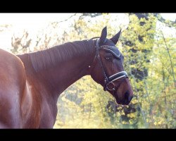 dressage horse Bueno 20 (German Sport Horse, 2016, from HBS Backround)