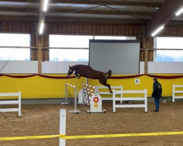 jumper Just Easy 3 (Holsteiner, 2016, from Brantzau)