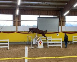 jumper Just Easy 3 (Holsteiner, 2016, from Brantzau)