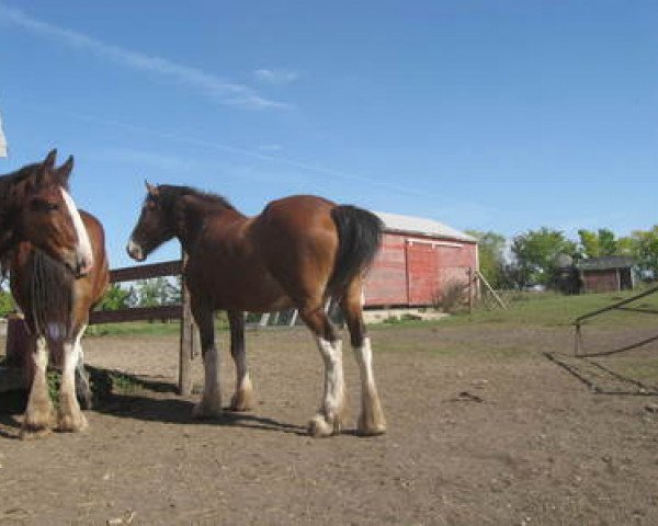 broodmare Fargo's Carrie's Kate (Clydesdale, 2006, from Evergreen Jake)